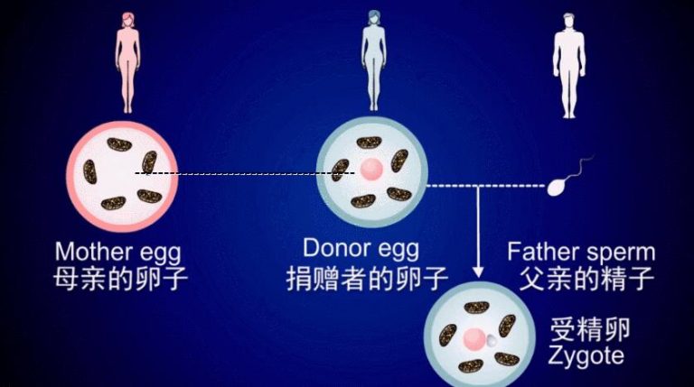 用供卵试管婴儿一定能怀上双胞胎吗？