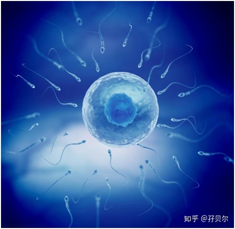 借卵试管婴儿需要多少时间