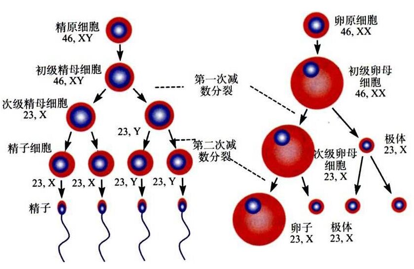fh比lh大于2是卵巢早衰吗